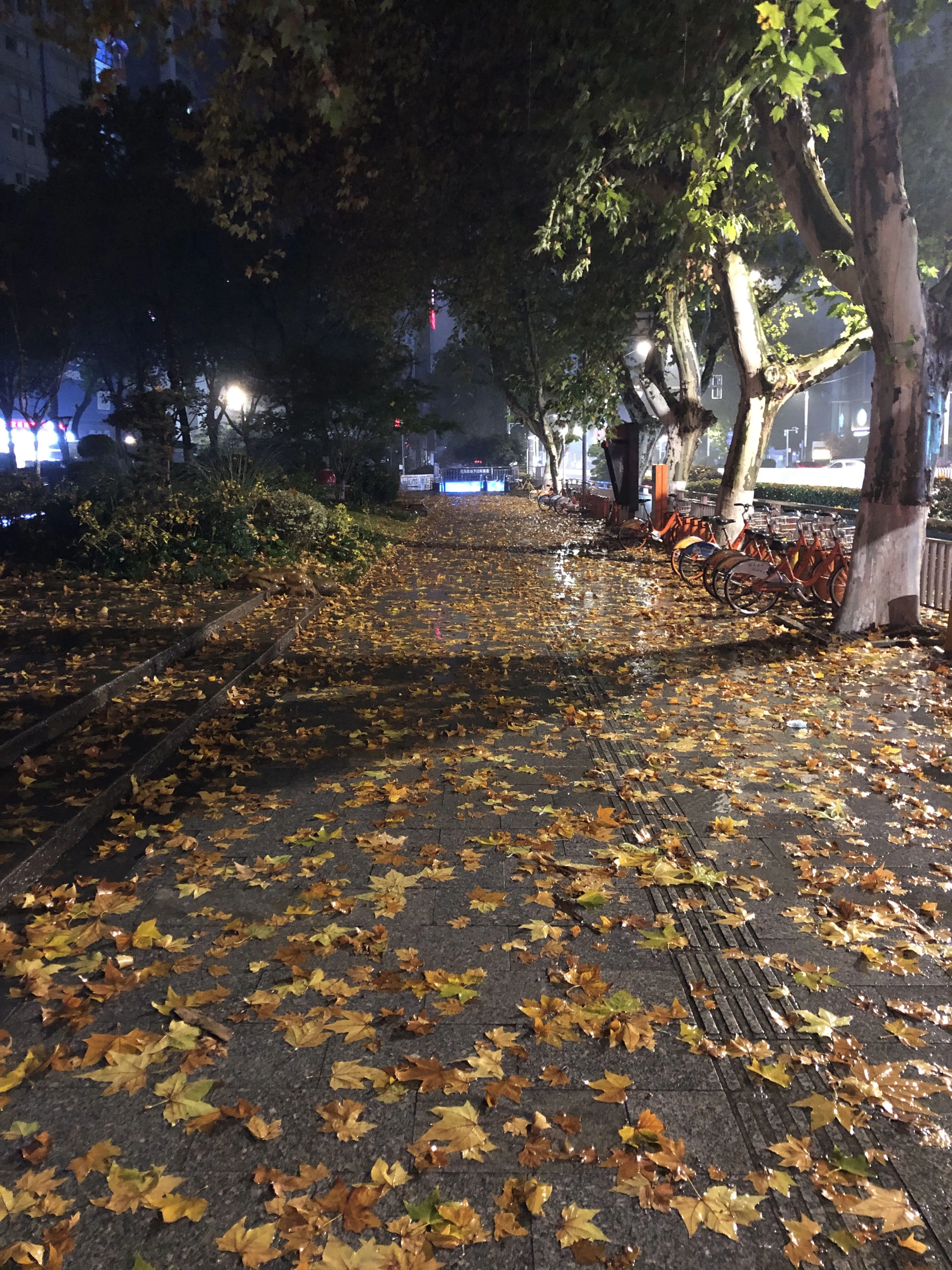 leaves.jpg